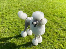 Standard poodle pups