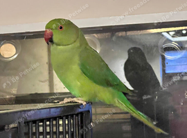 Stunning young Indian ringnick parrot