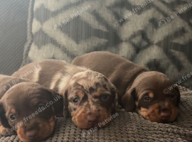 Miniature dachshund