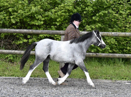 Reg Welsh sec A yearling gelding