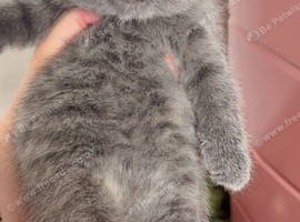 2 male BSH kittens