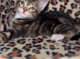 Kittens