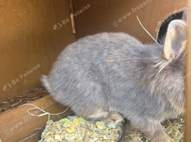 Rabbit