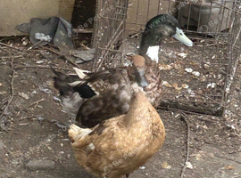 Pair of khaki chambell duck & drake