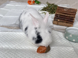 5month old female