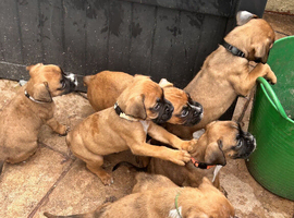 Stunning litter ready ( Boxer Puppies )