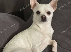 Chihuahua dog