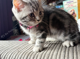 Beautiful pedigree GCCF silver and black tabbies.