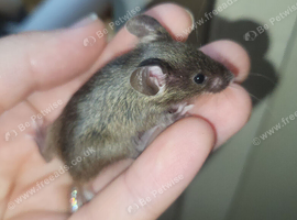 Male baby mice