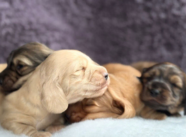 ️longhaired cream dachshund️