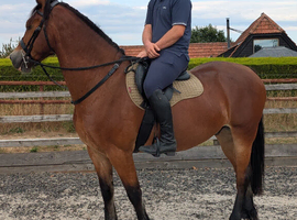 15.3 Welsh Section D PROJECT