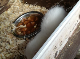 7 white ferrets