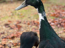 Hand reared tame Indian runner ducks