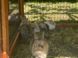 4 baby bunnies for sale