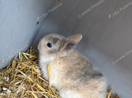 3 baby dwarf rabbits
