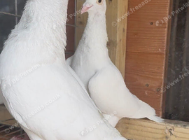 White long distance racing pigeons