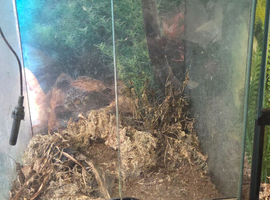 Exo Terra terrarium