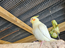 10 week old cockatiels
