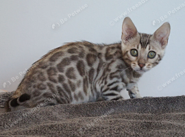 Lovely Bengal Girl Kitten