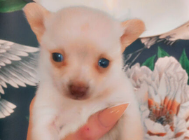 Chihuahua available to leave 10th June