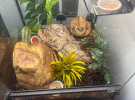 Gecko & tank