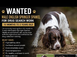 English springer spaniel