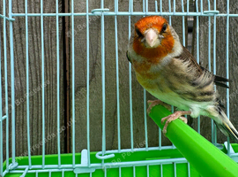 Goldfinch mule