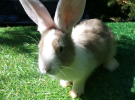 PURE Continental Giants - White Eared - Vaccinated 3 in 1 - RESERVE