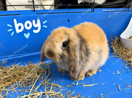 Gorgeous Mini Lop Babies Ready Now!