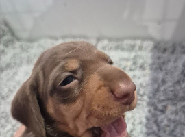 Dachshund puppies