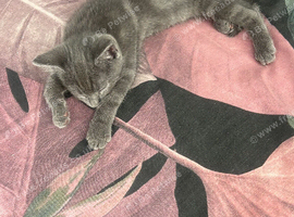 10 week old grey male