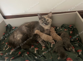 stunning 3/4 ragdoll kittens for 5 star homes