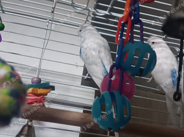 Budgies