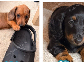 READY TO GO  Beautiful Mini Dachshund Puppies