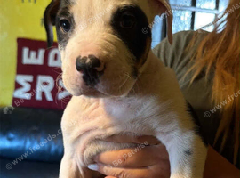 mastiff cross ridgeback puppies for sale