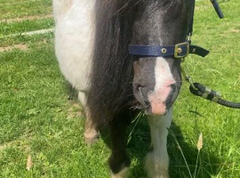 Beautiful Pair Of Companion Ponies