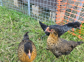 Shetland x hybrid hens