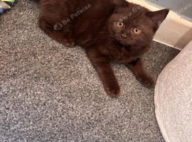 British short hair half ragdoll