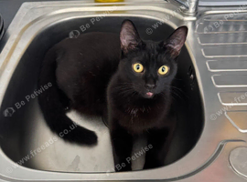 Domestic shorthair cat