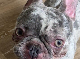 Blue /lilac Merle French bulldog
