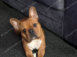 Fenchie x Victorian bull