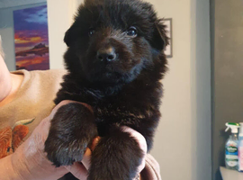 Stunning  straight backed long haired GSD puppies