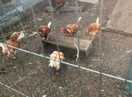 Warren Brown hens