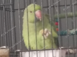 Indian ringneck