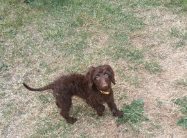 Chocolate Brown Cockapoo Puppy