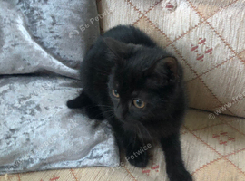 Girl kitten last one left! Ready now!