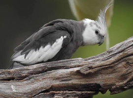 Young cockatiel