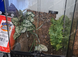 Adult Female Psalmopeus cambridgei (Trinidad Chevron) with 30x30x45 Exo Terra