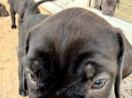 Beautiful cane corso puppies