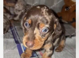 Dachshund puppies